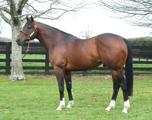 Emerging star stallion Shamexpress (NZ) (O’Reilly).